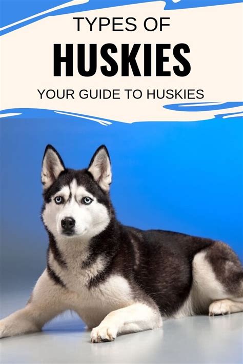 How Many Different Breeds Of Huskies Are There