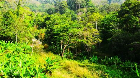 Panorama Tropical Forest Stock Footage Video 6103655 Shutterstock