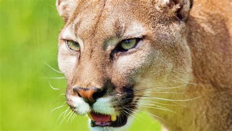 Big Cat Hunters Investigate South West ‘cougar Sighting Perthnow