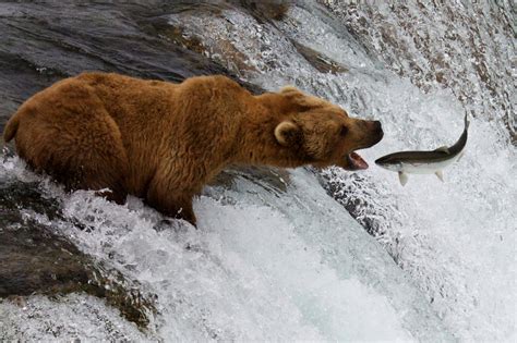 The Alaska-Gold's: Brooks Falls Bears