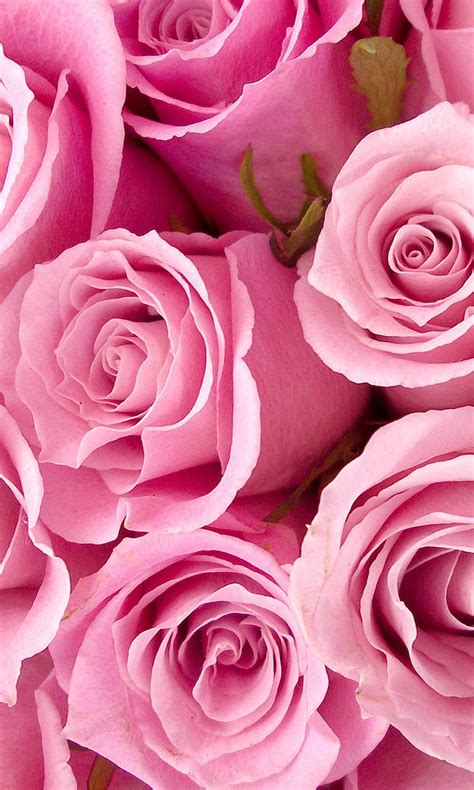 Pink Rose Flowers Hd Images