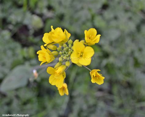 Hd Picture Of Wild Yellow Mustard Flowers