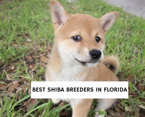 4 Best Shiba Breeders In Florida 2023 We Love Doodles