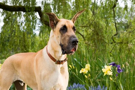 Marmduke From Marmaduke Great Dane Dogs What Kind Of Dog Dogs