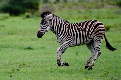 A Lucky Streak Sabi Sabi Private Game Reserve Blog Game Reserve