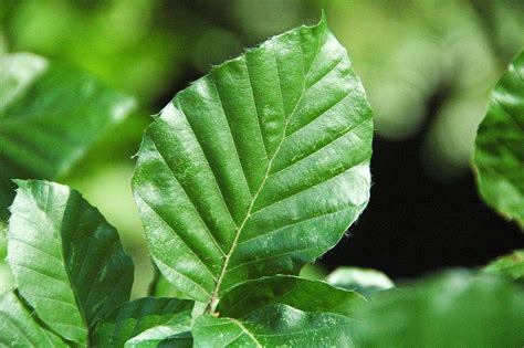 Dawyck Beech Fagus Sylvatica Dawyck Growing Guides