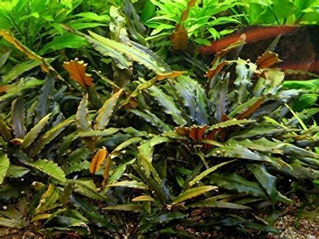 It is also one of the most variable species, with several color variations including reds, browns, greens, and several mixes of those. Cryptocoryne Wendtii "Brown" | akvarioverastliny.sk