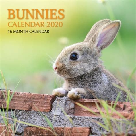 Bunnies Calendar 2020 16 Month Calendar Paperback