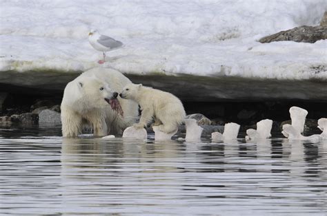 Polar Bears Gorged On Whales To Survive Past Warm Periods Wont Suffice As Climate Warms