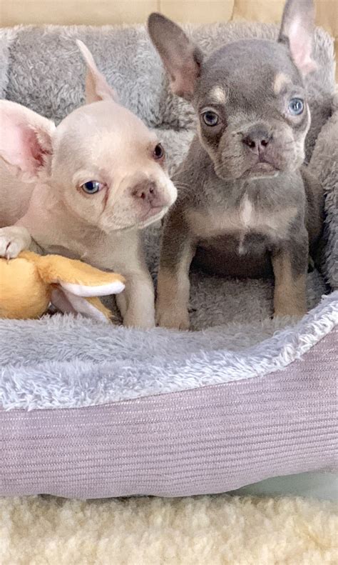 French bulldog puppies with a 50% discount today and shipping available, current on all vaccines · easy refunds policy. Certified French Bulldog Breeders Near Me - Bulldog Lover