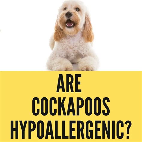 Are Cockapoos Hypoallergenic Oxford Pets