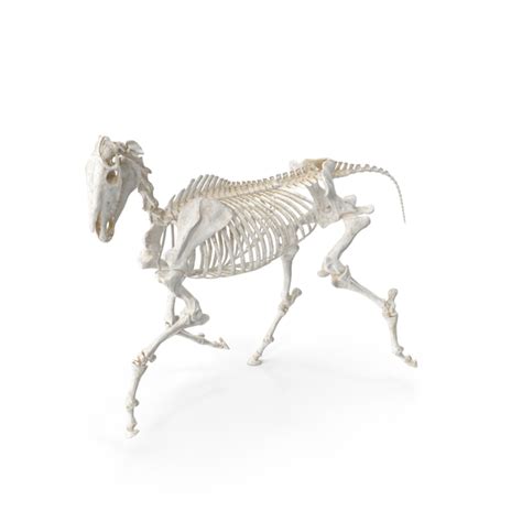 Horse Skeleton Running Pose Png Images And Psds For Download Pixelsquid