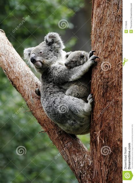 Koala Bear Mother And Baby Stock Image Image Of Australia