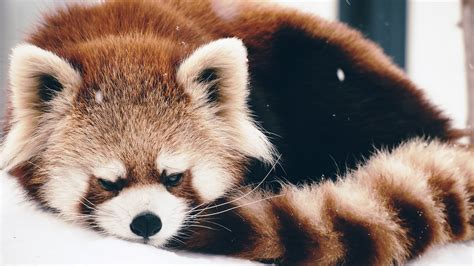 Animals Red Panda Snow Wallpapers Hd Desktop And Mobile Backgrounds
