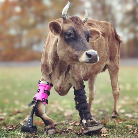 Farm Animal Able Bodied Prosthetic For Deformities Animal Ortho Care