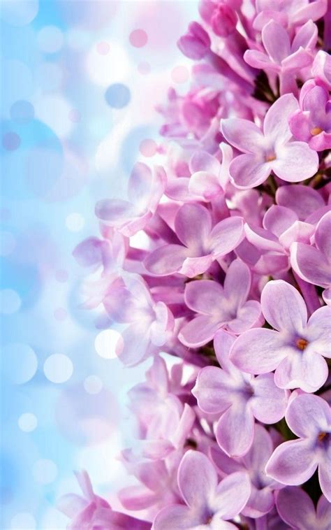 Lilac Flower Wallpaper Iphone Best Iphone Wallpaper Pink Wallpaper