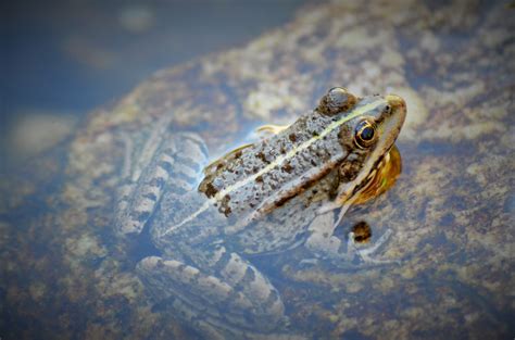 Fotos Gratis Naturaleza Río Estanque Rana Sapo Anfibio Fauna