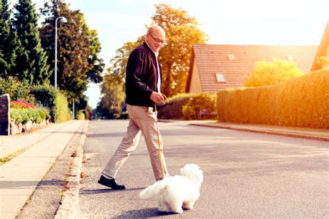 Best Old Man Walking Dog Stock Photos Pictures And Royalty Free Images