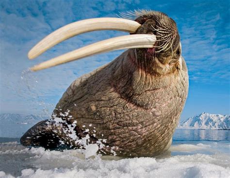 An Incredibly Impressive Male Walrus In Svalbard Norway Flicks His