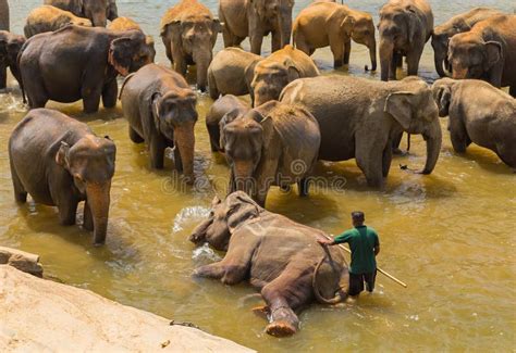 Herd Asian Elephants Swimming Playing And Bathing In River Editorial