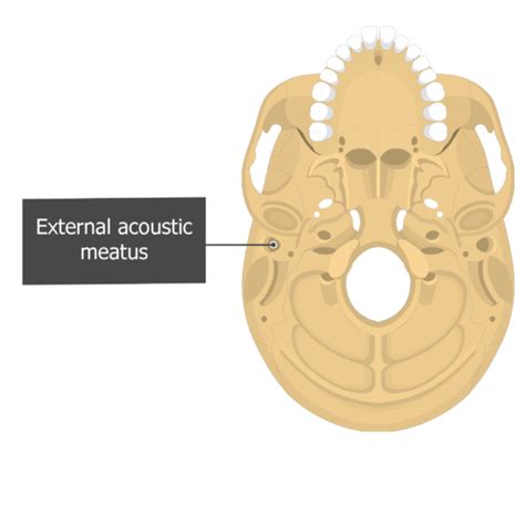 External Auditory Meatus Anatomy