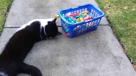 Funny Cats Playing With Pegs Cute Youtube