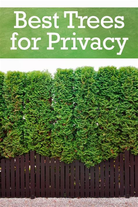 The 11 Best Trees For Privacy In Your Yard Backyard Plants Privacy
