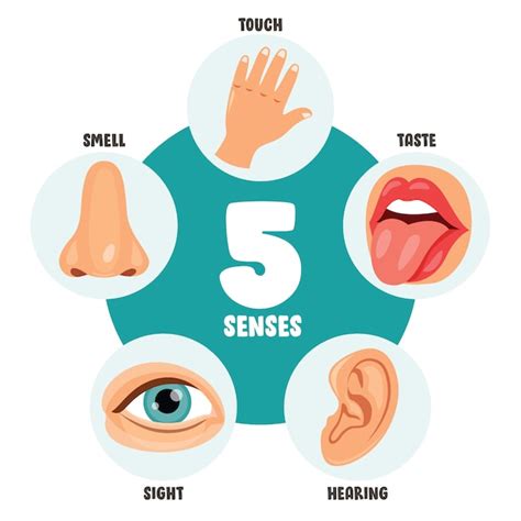 Premium Vector Five Senses Concept With Human Organs For Kids