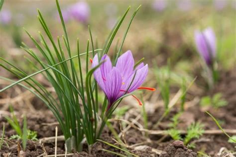 How To Grow Saffron Even In Cold Climates