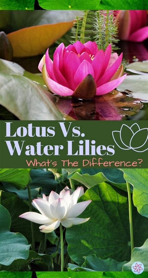 Lotus Vs Water Lilies Whats The Difference Container Water