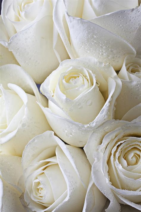 White Roses Photograph By Garry Gay Pixels