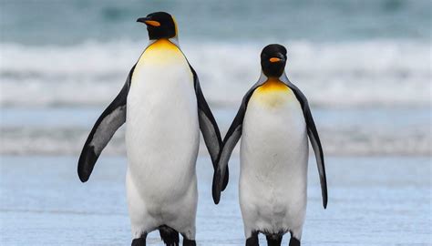 Penguins Holding Hands