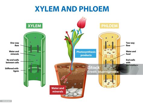 Diagram Showing Xylem And Phloem In Plant Stock Illustration Download