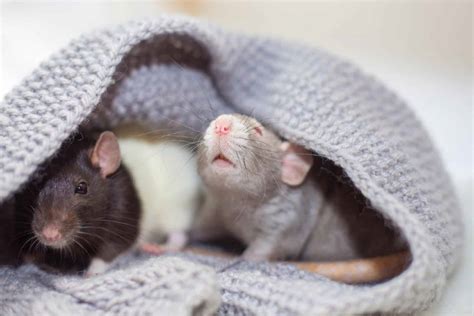 The Complete Guide To Rats Health Rat Health And Welfare Tips