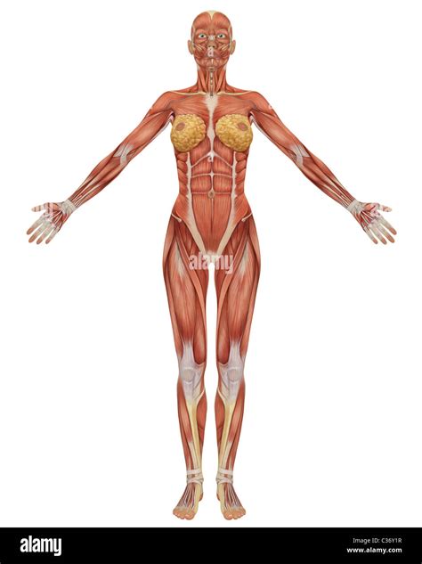 Muscle Anatomy Diagram Woman Porn Videos Newest Xxx Fpornvideos