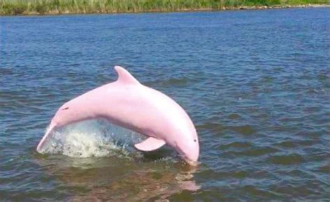 Meet Pinkie The Extremely Rare Albino Dolphin Your Daily Dish