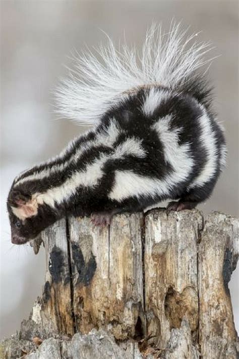There S Much More To The Skunk World Than Just The Black And White Stripes Of Pep Le Pew Each
