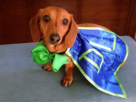 Sir Winston For Donate Life What A Stylish Pooch Learn More About