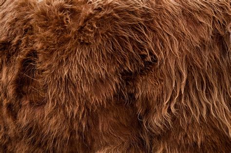 Royalty Free Photo Highlander Animal Fur Backdrop Background