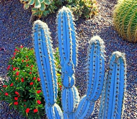 Those Blue Colors Of Cactus Cactus Cactus Plants Blue Cactus