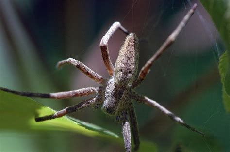 Field Biology In Southeastern Ohio Ohio Spiders