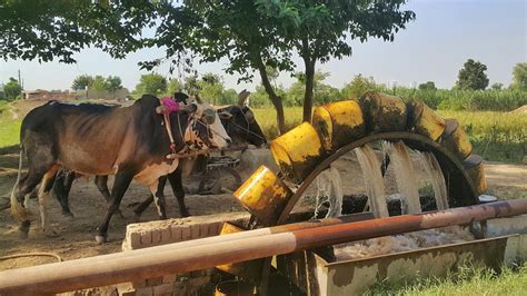 Rahat Water Wheel Method Of Irrigation Old Water Irrigation