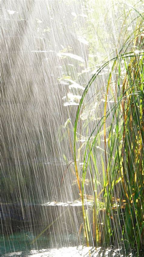 Nature Summer Rain Scene Iphone 6 Plus Wallpaper Summer Rain Rain Photography Rain Drops