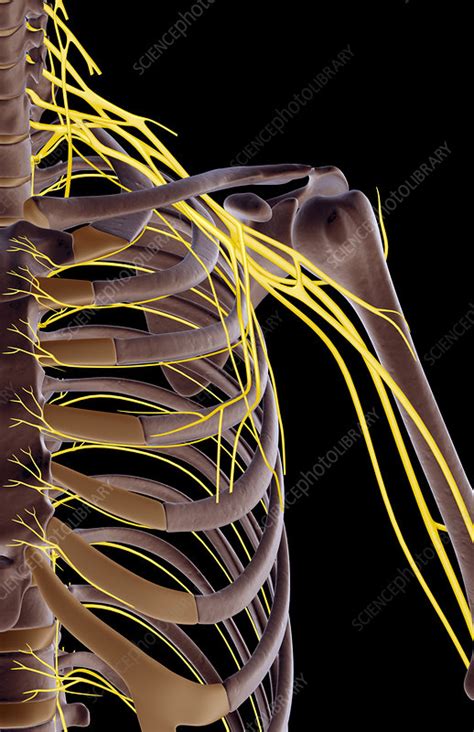 The Nerves Of The Shoulder Stock Image F0019805 Science Photo