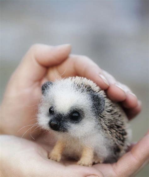 Cute Baby Porcupine Reyebleach