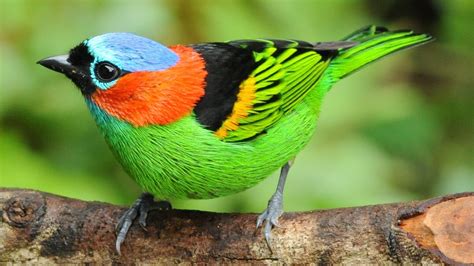 Ong Global Lança Guia De Aves Do Brasil Observatório Do 3° Setor