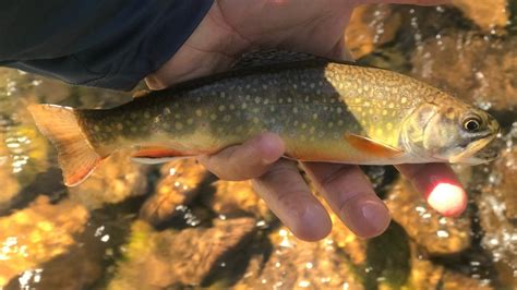 Petition · Stop The Stocking Of Invasive Rainbow Trout From Chasing Off