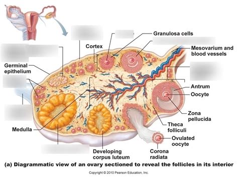 Ovary Diagram Quizlet