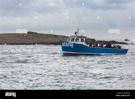 Tourists Take A Boat Ride Around The Farne Islands Onboard Glad Tidings IV Ferry Boat To See The