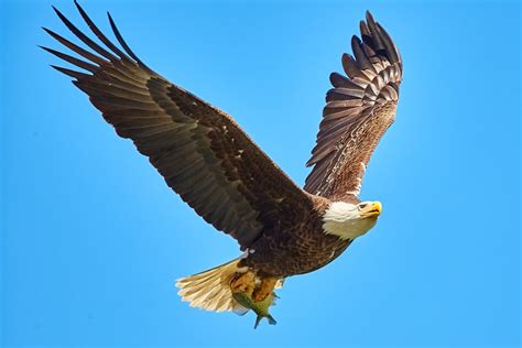 American Bald Eagle Flying On Sky Photo Free Animal Image On Unsplash